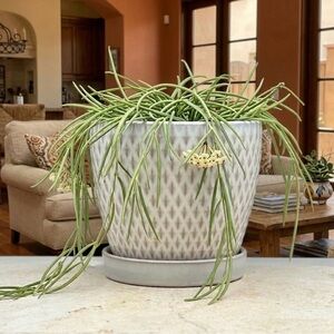 White Ceramic Planter with Saucer, 5 Inch Diamond Textured Flower Pot